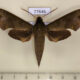 77646p Sphingidae Xylophanes germen Panama $12