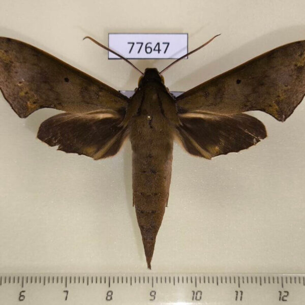 Sphingidae Xylophanes germen Panama