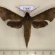 77647p Sphingidae Xylophanes germen Panama $10