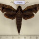 77648p Sphingidae Enyo gorgon Panama $25