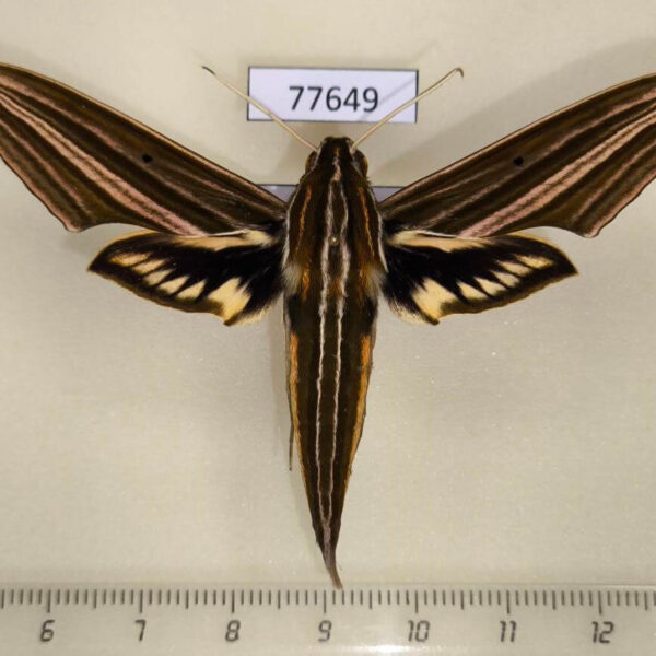 Sphingidae Xylophanes titana Panama
