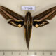 77649p Sphingidae Xylophanes titana Panama $20