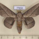 77650p Saturniidae Citioica anthonilis Panama $18