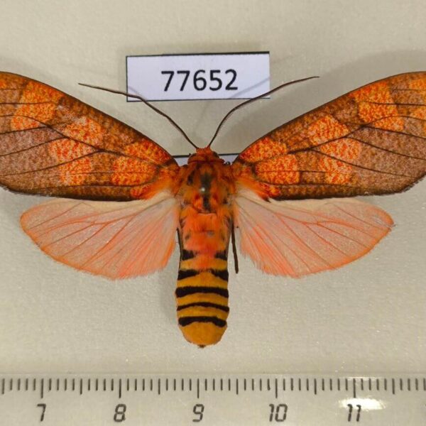 Arctiidae Elysius conjunctus Panama