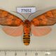 77652p Arctiidae Elysius conjunctus Panama $25