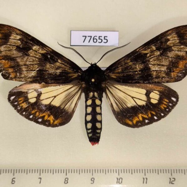 Arctiidae Dysschema vidua Panama