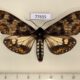 77655p Arctiidae Dysschema vidua Panama $17