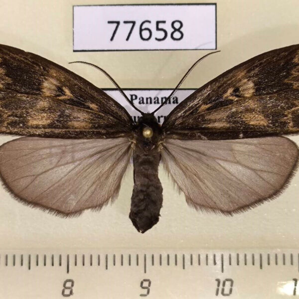 Notodontiidae Chrysoglossa maxima Panama