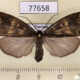 77658p Notodontiidae Chrysoglossa maxima Panama $12