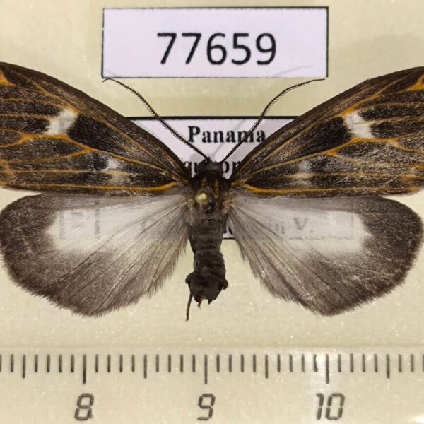 Notodontiidae Polypoetes villia Panama