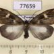 77659p Notodontiidae Polypoetes villia Panama $13