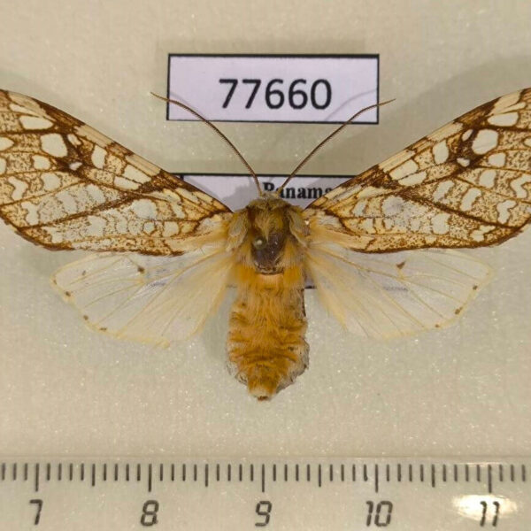 Arctiidae Lophocampa propinqua f Panama