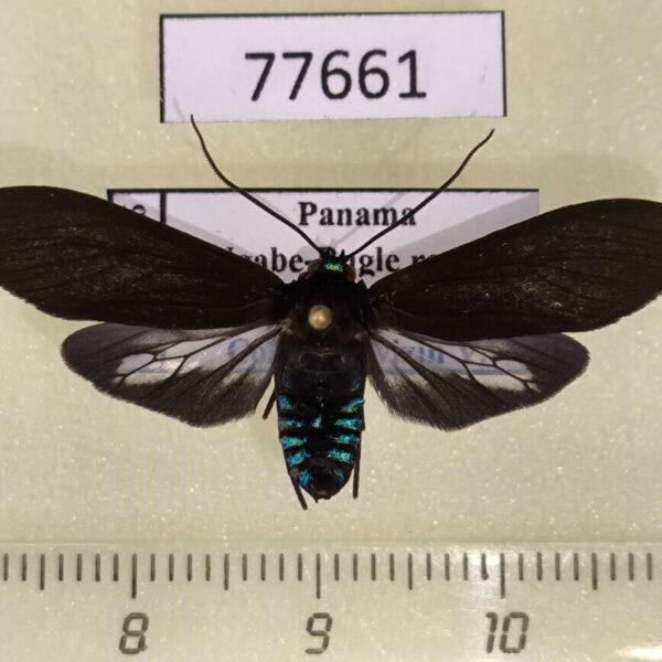 Arctiidae Aclytia ventralis Panama