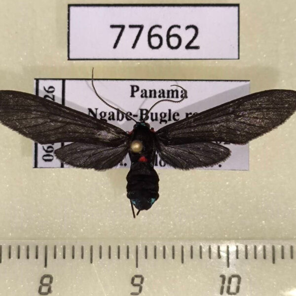 Arctiidae Holophaea endolenea f Panama