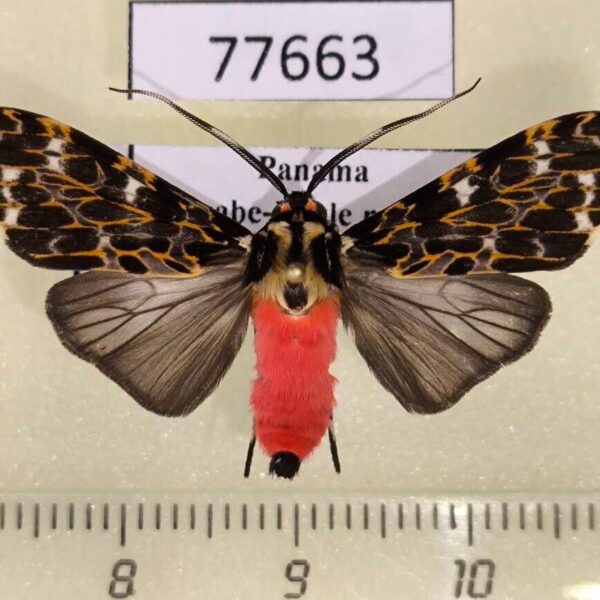 Arctiidae Eucereon tarona Panama