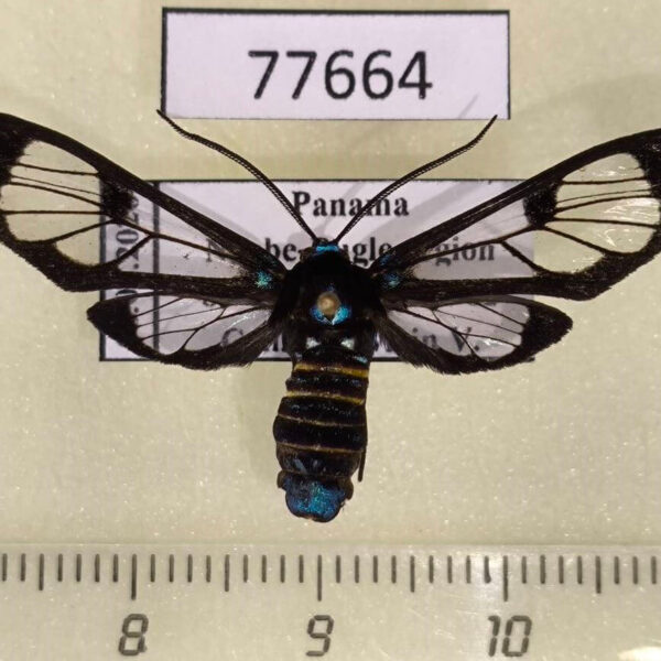 Arctiidae Gymnelia nobilis Panama