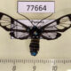 77664p Arctiidae Gymnelia nobilis Panama $14