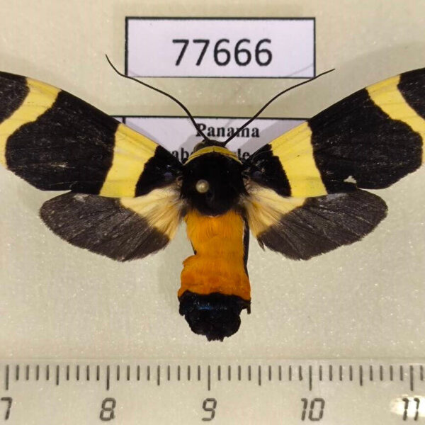 Arctiidae Viviennea tegyra f Panama