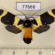 77666p Arctiidae Viviennea tegyra f Panama $20
