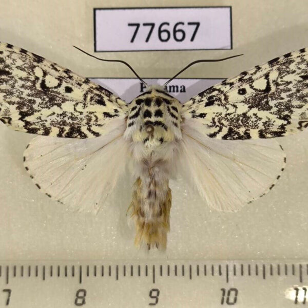 Noctuidae Lichnoptera gulo Panama