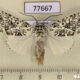 77667p Noctuidae Lichnoptera gulo Panama $12