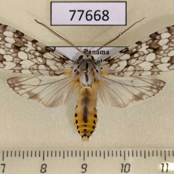 Arctiidae Carales astur Panama