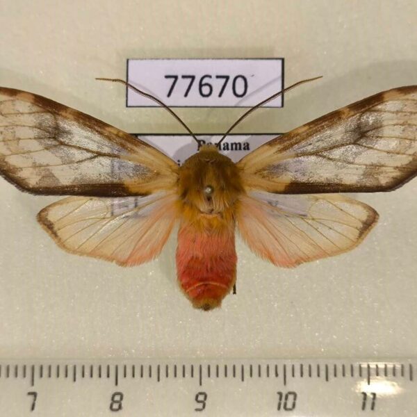 Arctiidae Pseudohemihyalea daraba Panama