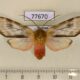 77670p Arctiidae Pseudohemihyalea daraba Panama $15