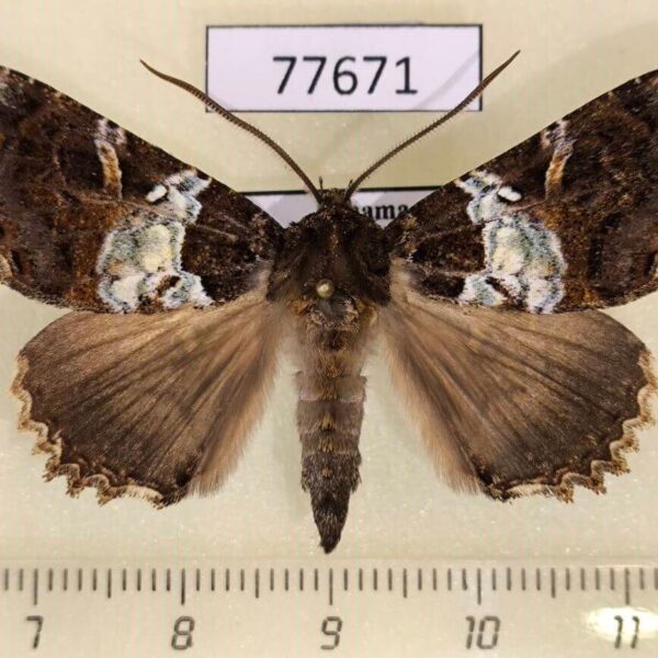 Noctuidae Safidia druceria Panama