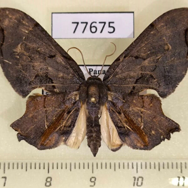 Uraniidae Erosia veninotata Panama