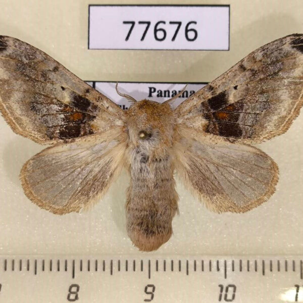 Lasiocampidae Tolype perplexa f Panama