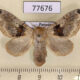 77676p Lasiocampidae Tolype perplexa f Panama $30