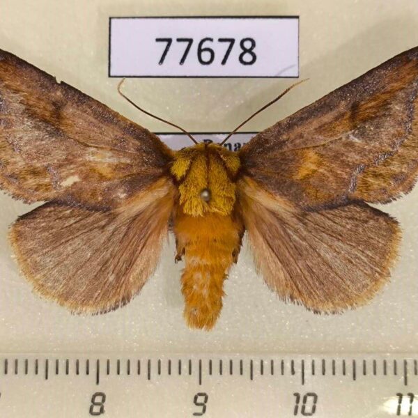 Limacodidae Miresa sp. venosa f Panama