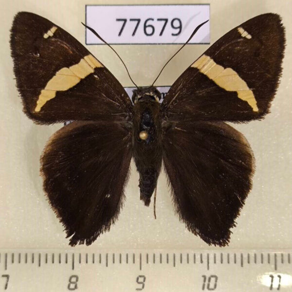 Hesperiidae Cecropterus vectilucis Panama