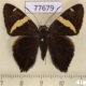 77679p Hesperiidae Cecropterus vectilucis Panama $13