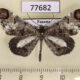 77682p Hedylidae Phellinodes gratiosa Panama $25
