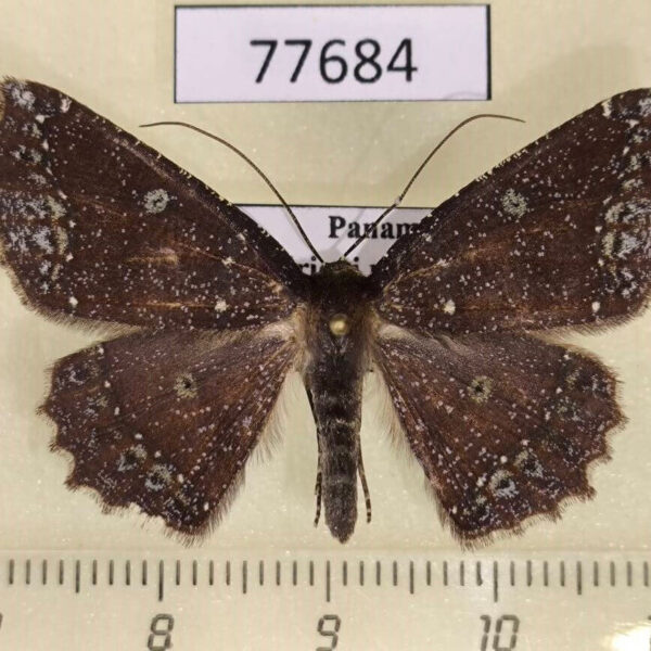 Geometridae Synnomos firmamentaria Panama