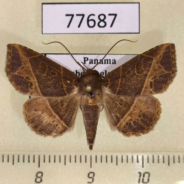 Noctuidae Antiblemma sp. fuscireticulata Panama