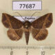 77687p Noctuidae Antiblemma sp. fuscireticulata Panama $12