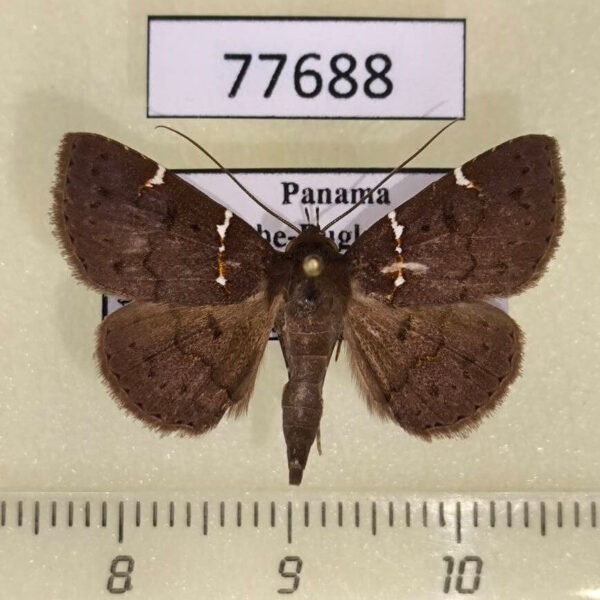 Noctuidae Antiblemma anguinea Panama