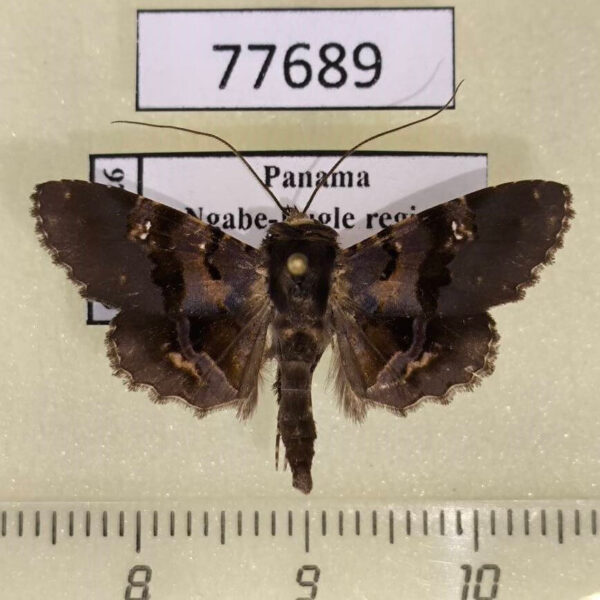 Noctuidae Helia vitriluna Panama
