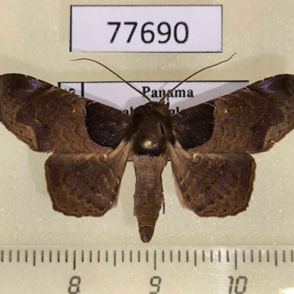 Noctuidae Tyrissa thara Panama