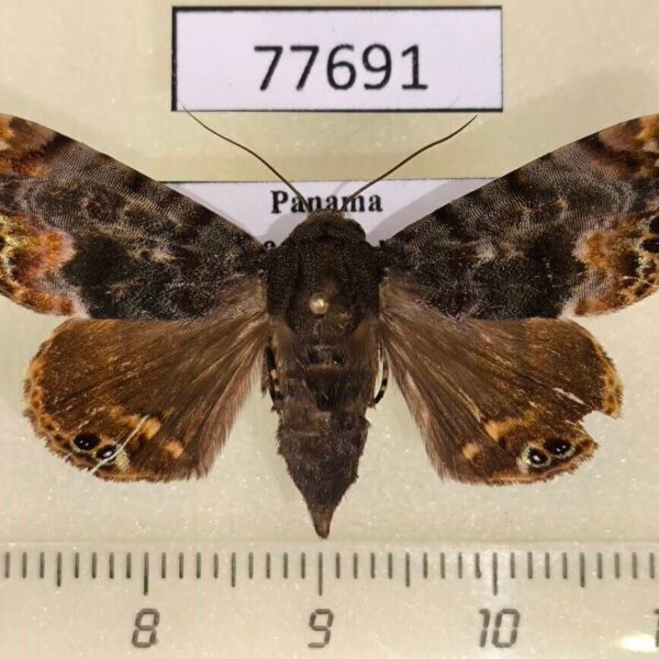 Noctuidae Dyops subdifferens Panama