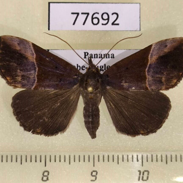 Noctuidae Hypena sp. Panama