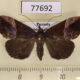 77692p Noctuidae Hypena sp. Panama $8