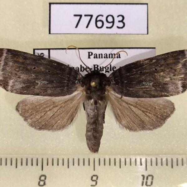 Noctuidae sp. Panama