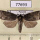 77693p Noctuidae sp. Panama $10