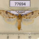 77694p Arctiidae Lophocampa laroipa Panama $12