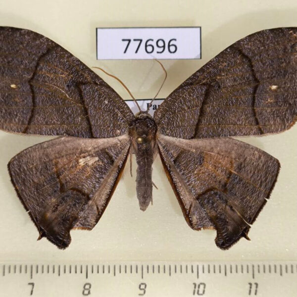 Uraniidae Syngria druidaria f Panama