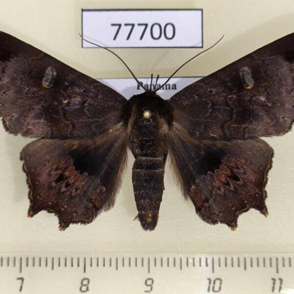 Noctuidae Polygoniodes sp. Panama